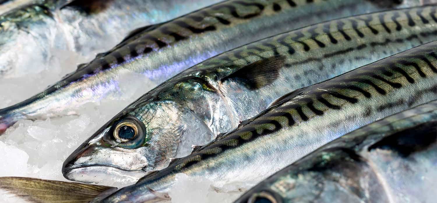 atlantic mackerel