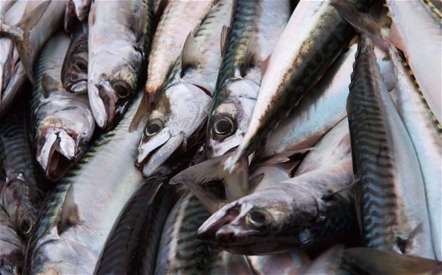 discarded mackerel