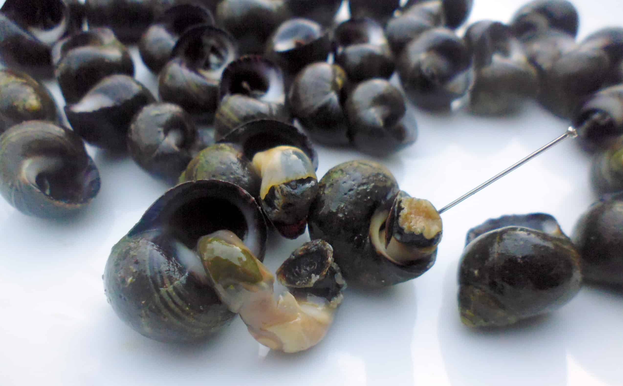 Folkestone and Winkles - Memories of Summer - Grandads Cookbook