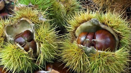 chestnuts in shells