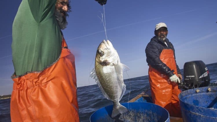 albufeira fishermen