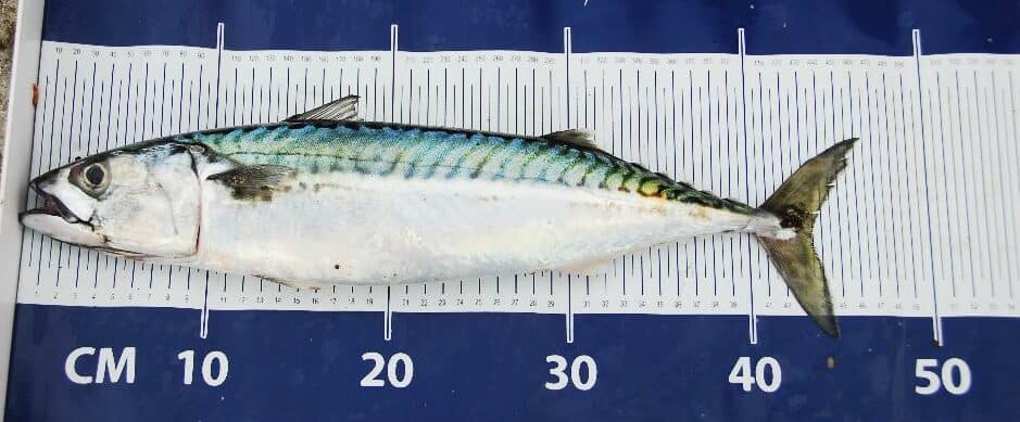 fish measure