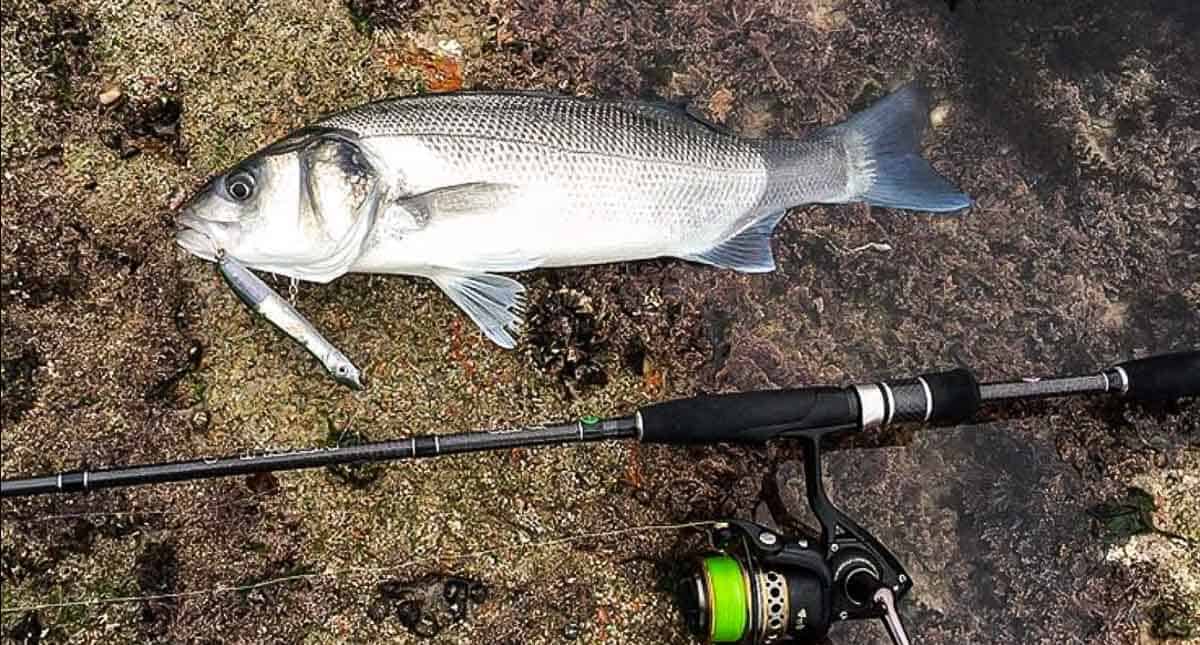Sea Bass Catch It and Cook It Grandads Cookbook