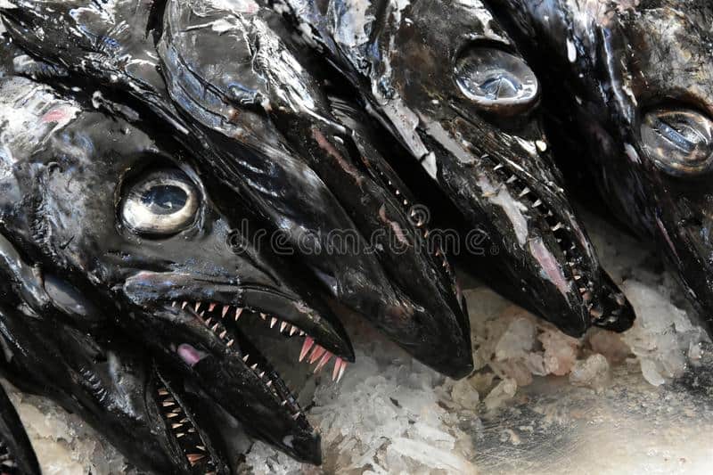 black scabbard monster fish