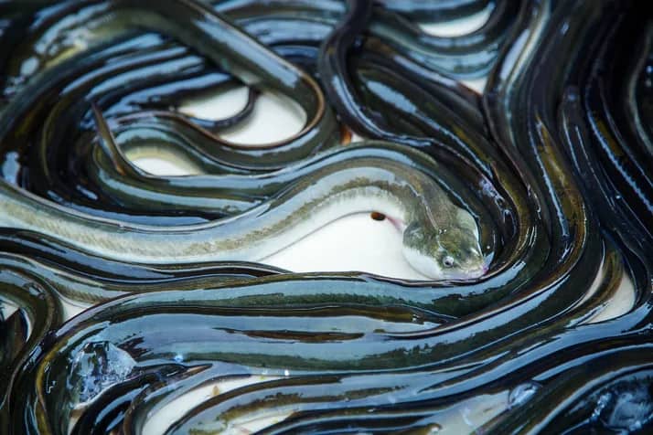 silver eels