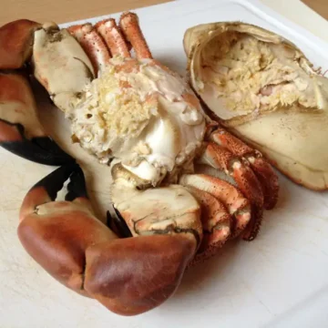 cooked crab with top shell removed