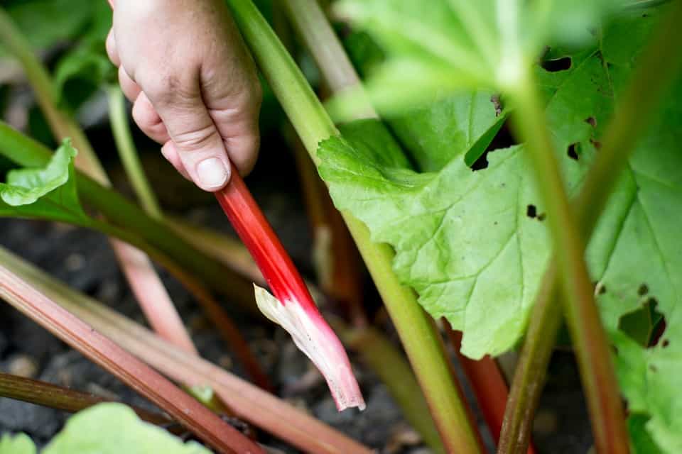 rhubarb on allotment