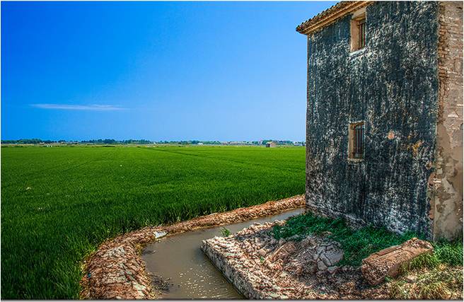 valencian rice field