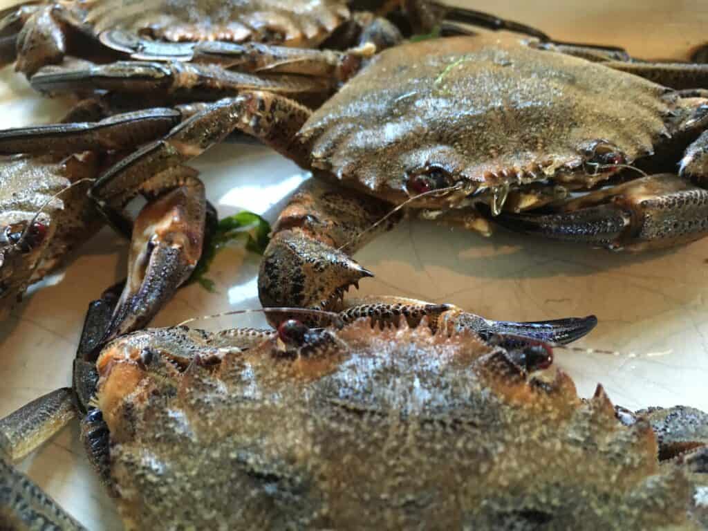 velvet crabs