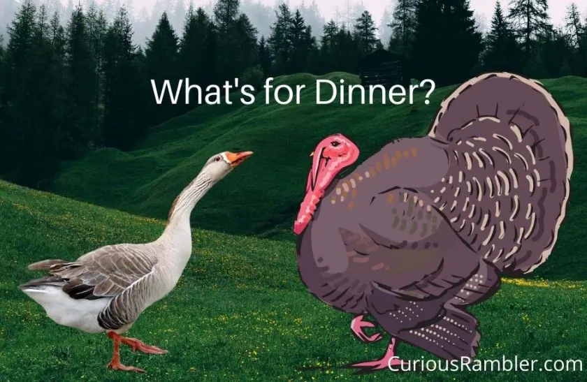 goose or turkey for dinner