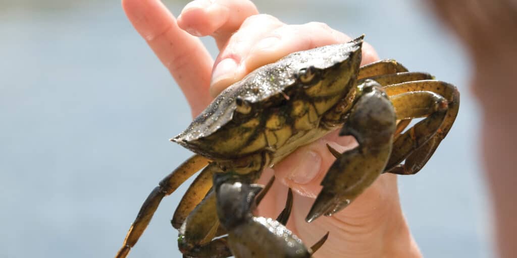 child holding shore crab