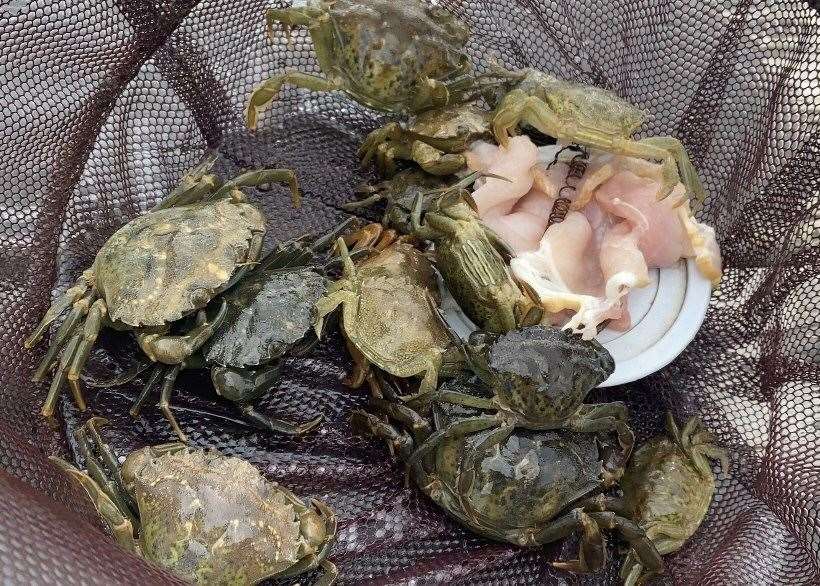 drop net with crabs