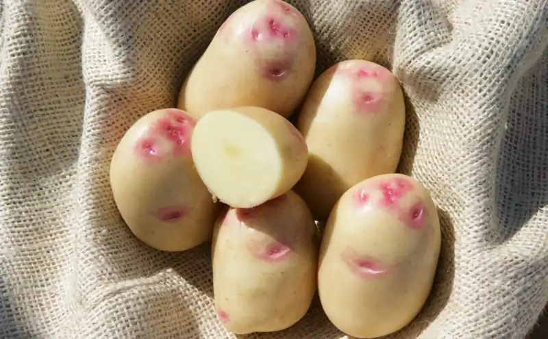 king edward potatoes on sacking