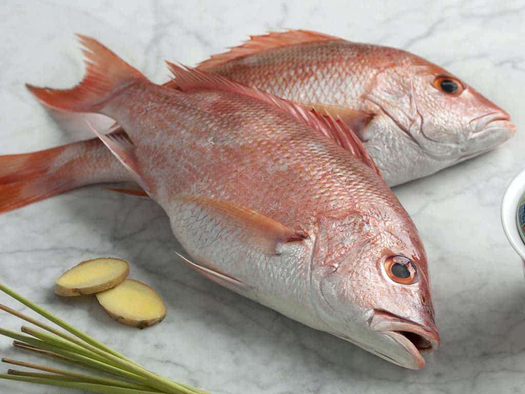 two whole red snapper uncooked